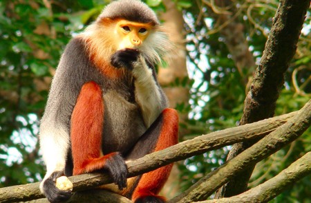 The fight to keep langurs swinging free