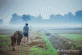 Hanoi Countryside Life