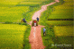 Hanoi Countryside Life