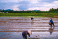 Hanoi Countryside Life