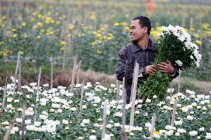 Gardener collecting flowers in Me Linh Flower Village