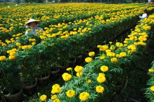 Gardeners in Ngoc Ha Flower Village
