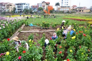 Quang Ba Flower Village