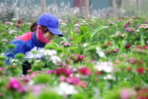 Tay Tuu Flower Village