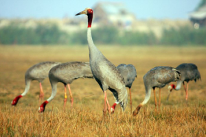 Tourism Festival Was Organized in Tram Chim National Park