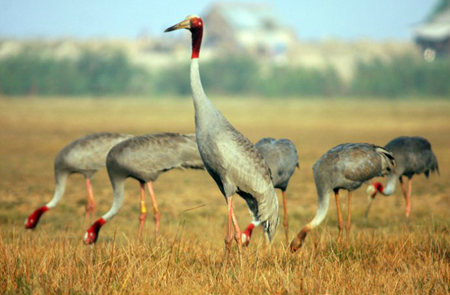 Tourism Festival Was Organized in Tram Chim National Park