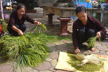 Vong Village Green Sticky Rice