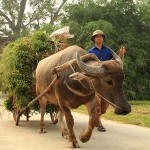 Farmer with his water buffalo in the entrance of Duong Lam Ancient Village