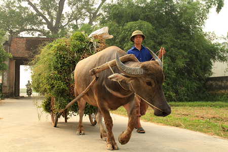 Farmer with his water buffalo in the entrance of Duong Lam Ancient Village