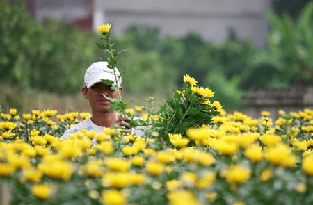 Flower village of Tay Tuu