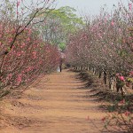 Nhat Tan flower gardens