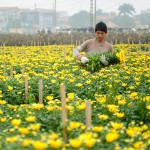 Tay Tuu Flower village