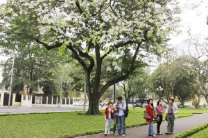 Hanoi Surprisingly Beautiful in Sua Flowering Season