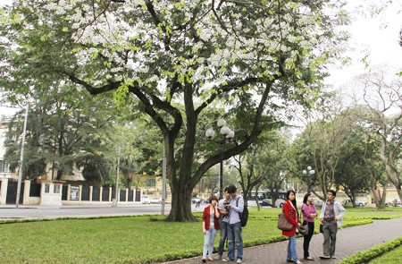 Hanoi Surprisingly Beautiful in Sua Flowering Season