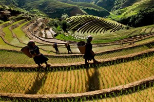 Mu Cang Chai, Vietnam