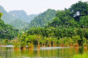 Bird Watching in Hanoi