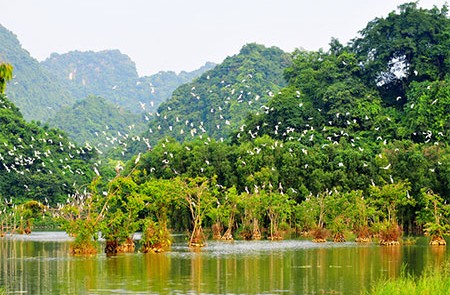 Bird Watching in Hanoi