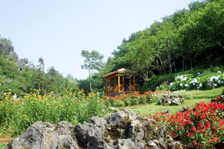Flower garden in Ham Rong Mountain