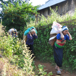 Hill tribe women with packs of rice on their back, Kho Muong village