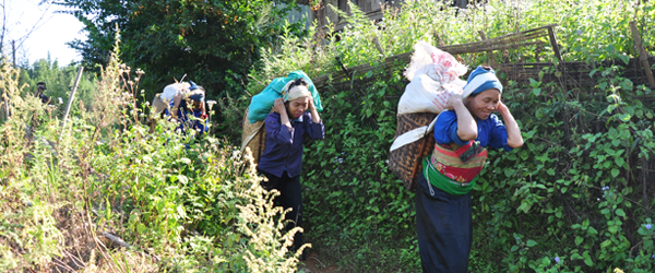 Hill tribe women with packs of rice on their back, Kho Muong village