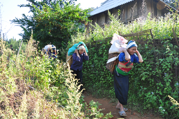 Hill tribe women with packs of rice on their back, Kho Muong village