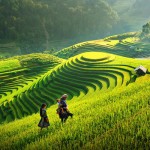 Hmong ethnic on rice terraces in Lao Chai village