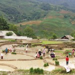 Sapa hill tribes planting wet rice in their rice terraces, Lao Chai Village