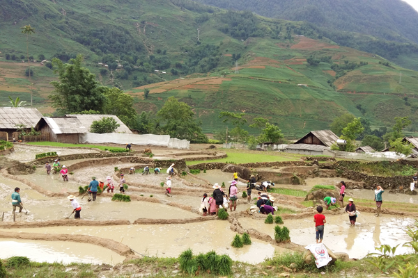 Sapa hill tribes planting wet rice in their rice terraces, Lao Chai Village