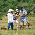 Tourists planting wet rice on rice paddy fields with the locals