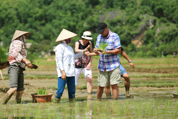 Tourists planting wet rice on rice paddy fields with the locals