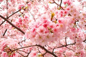 10000 Cherry Flowers At The Pedestrian Street In Hanoi