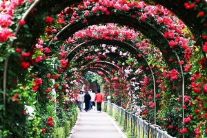 Bulgaria Rose Festival in Hanoi