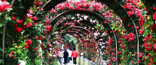 Bulgaria Rose Festival in Hanoi