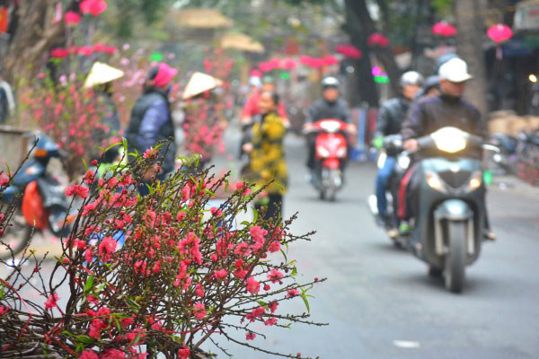 Peach blossoms are sold every street during Tet Holiday