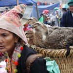 Dzay ethnic woman with the ducks for sale on her back, Phong Tho Town