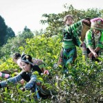 Hmong ethnic girls collecting tea leaves in Suoi Giang Village