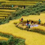Northern ethnic people in harvest days on the rice terrace