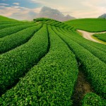 Tea plantation in Moc Chau