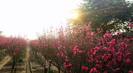 Flower Gardens in Hanoi for Photography Lovers