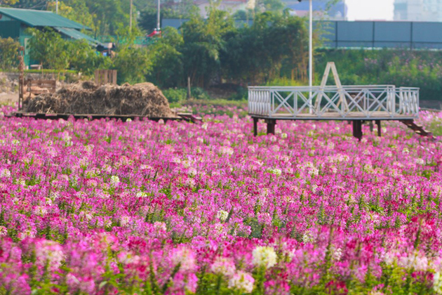 Flower Valley in West Lake Area