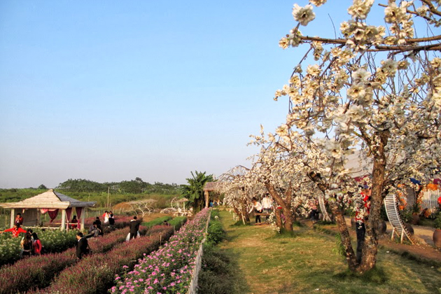 Nhat Tan Flower Village