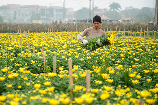 Tay Tuu Flower Village
