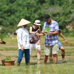 Tourists planting wet rice in May Chau Valley