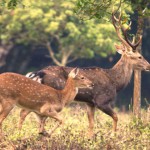Trekking and see wild animals in Cuc Phuong National Park