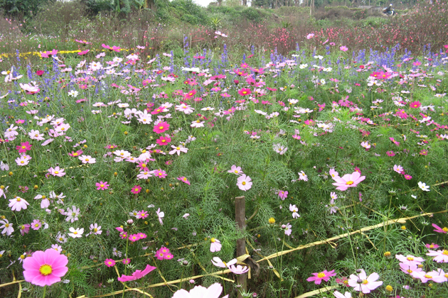 Nhat Tan Flower Garden