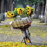 5 Romantic Streets in Autumn of Hanoi