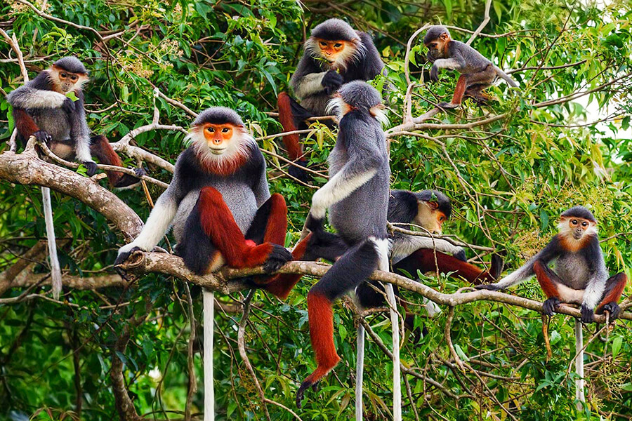 Cuc Phuong National Park Ninh Binh - Hanoi Tours