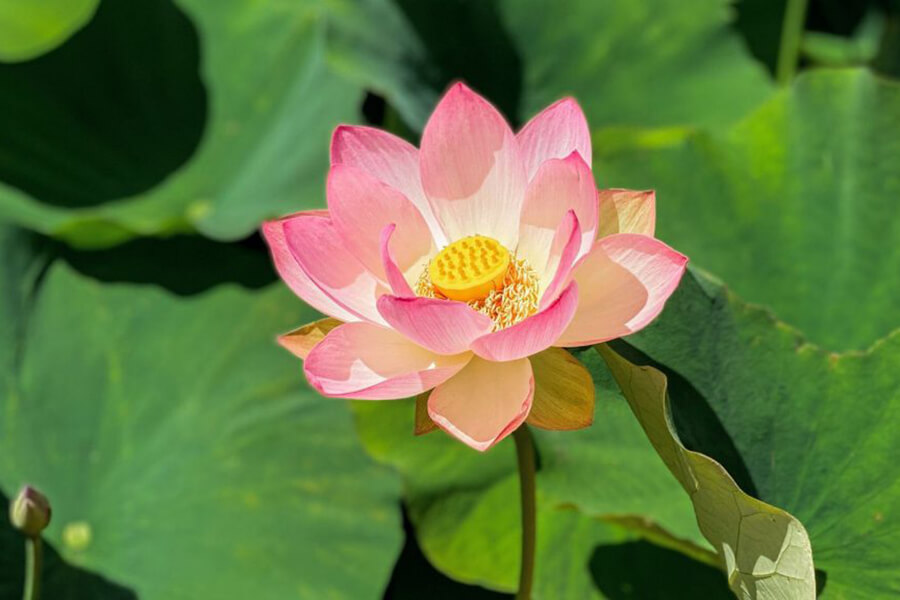 Lotus Flower of Vietnam