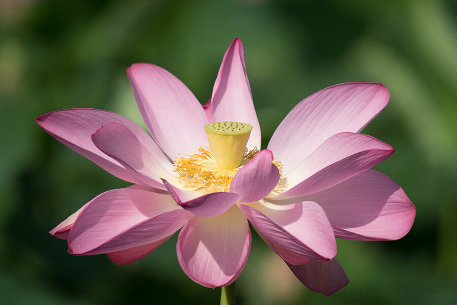 Lotus flower