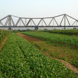 Vegetable Farm Long Bien